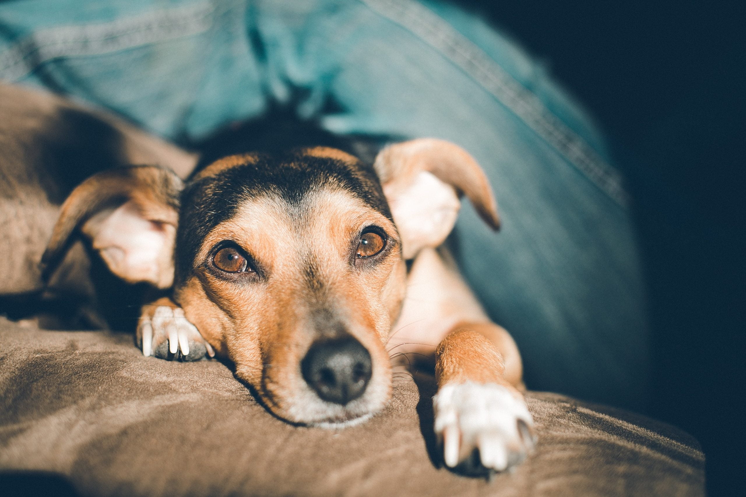 Câmeras para pets são a companhia ideal para seu animal de estimação