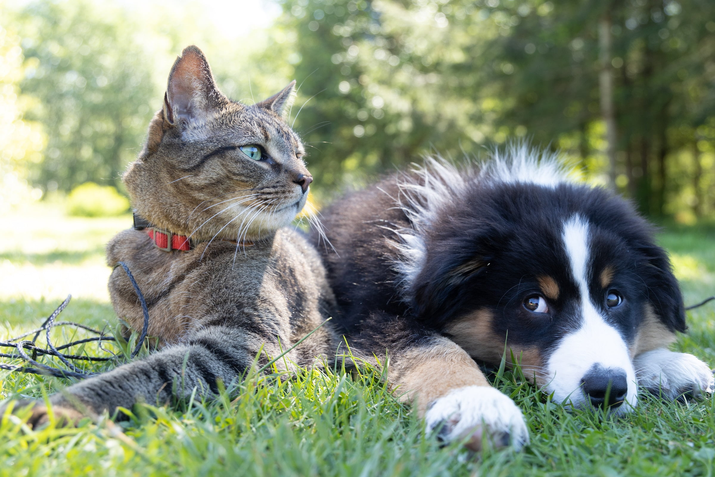 25 produtos essenciais para todo tipo de pais de pets